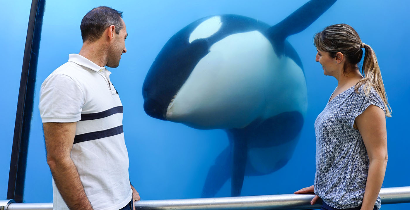Orka in Frans dierenpark onverwachts overleden: première orkashow gaat niet door