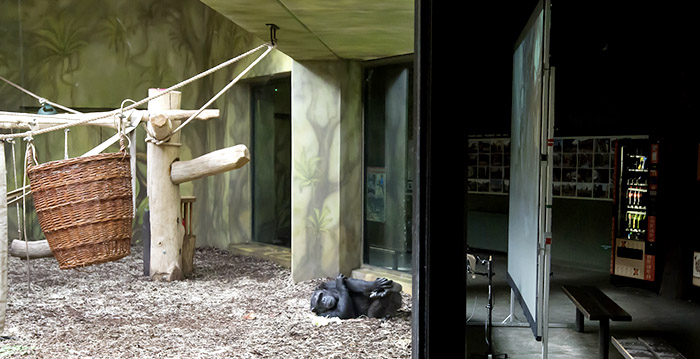 Two zoos allow chimpanzees to zoom with each other
