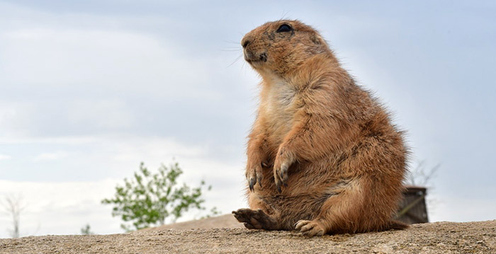 Directeur vertelt: dit staat dierenpark Wildlands Emmen te wachten in 2020