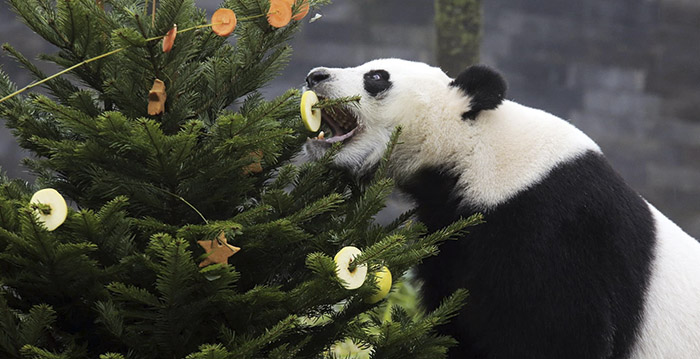 Panda's helpen Ouwehands Dierenpark aan bezoekersrecord