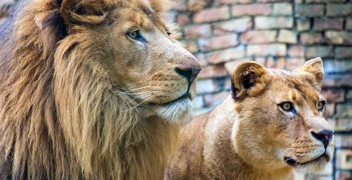 DierenPark Amersfoort maakt leeuwenverblijf twee keer zo groot