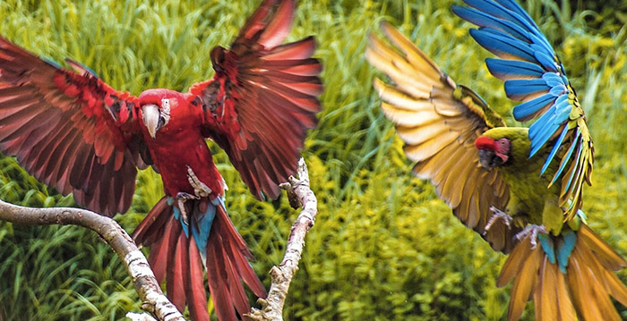 Vogelpark Avifauna gaat dicht voor betalende dagbezoekers