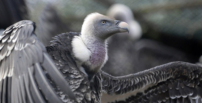 Roofvogel uit Blijdorp vertraagt treinverkeer