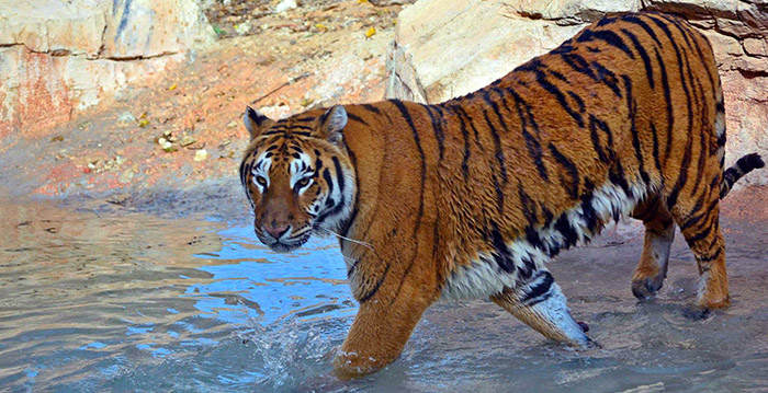 Dierenverzorgster overleden na aanval door tijger