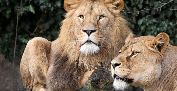 Frans dierenpark krabbelt terug: afscheid Artis-leeuwen gaat niet door