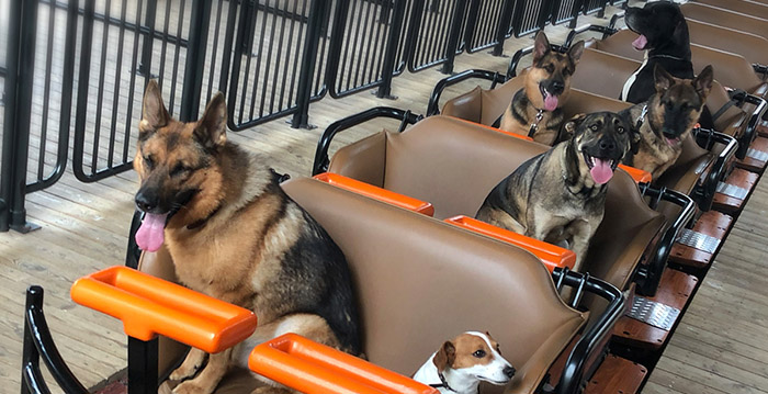 Dierendag in Toverland: honden gaan in de achtbaan