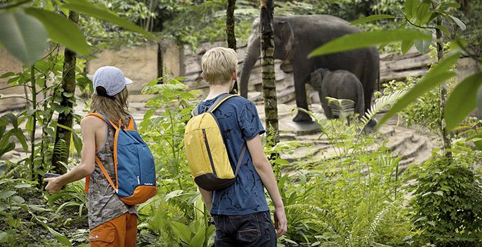 Olifanten in dierenpark Wildlands pesten herten weg