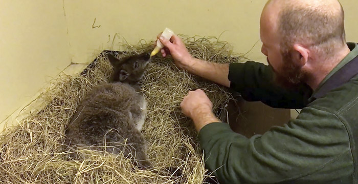 Wallaby in sprookjespark verlamd na vuurwerkknallen