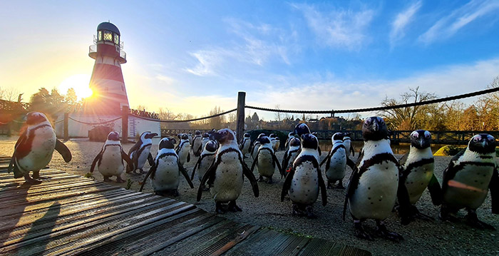 Belgische dierentuinen mogen volgende week weer open