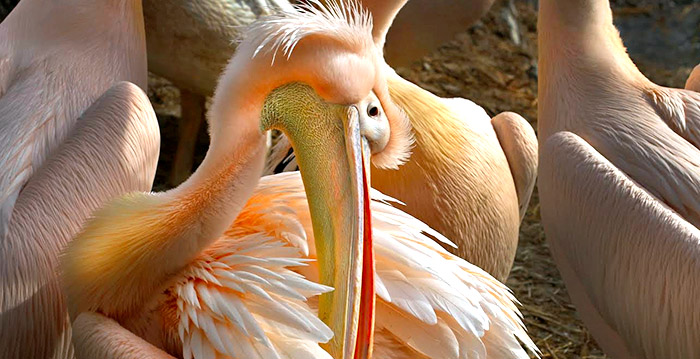 Pelikaan in Artis dood na nachtelijke mishandeling