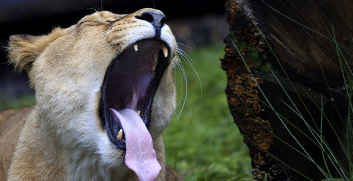 Dierenverzorger zwaargewond door aanval leeuwen