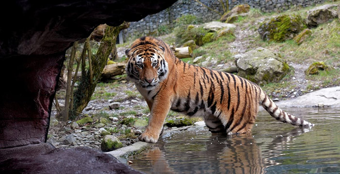 Tijger doodt verzorgster in Zwitserse dierentuin