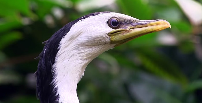 Honderden dieren verdwijnen uit Burgers' Zoo