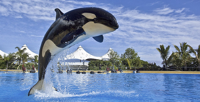 Beroemde Dolfinarium-orka Morgan is zwanger