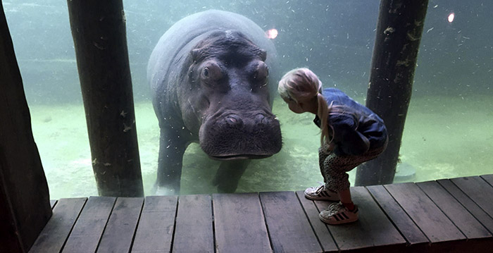 Wildlands Emmen vroeg de Efteling om advies