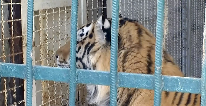 Tijger bijt verzorger dood in dierentuin Oekraïne