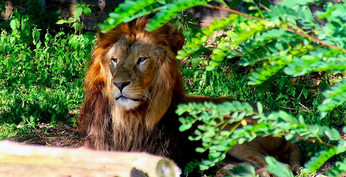 Dierentuin ontruimd vanwege ontsnapte leeuwen