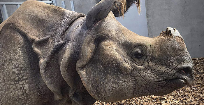 Brabantse dierentuin Dierenrijk verwelkomt neushoorns