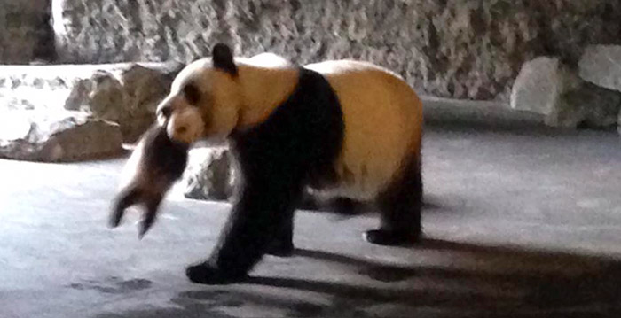 Schattige babypanda laat zich voor het eerst zien aan bezoekers