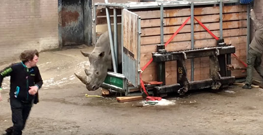 Verhuizing neushoorn gaat mis: verzorgers slaan op de vlucht