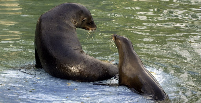 Buurvrouw van dierentuin klaagt over geluidsoverlast door zeeleeuwen