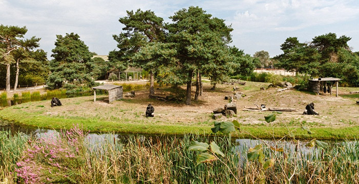 Safaripark Beekse Bergen prikt een openingsdatum