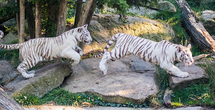 Franse 'horrordierentuin' slaat nieuwe weg in