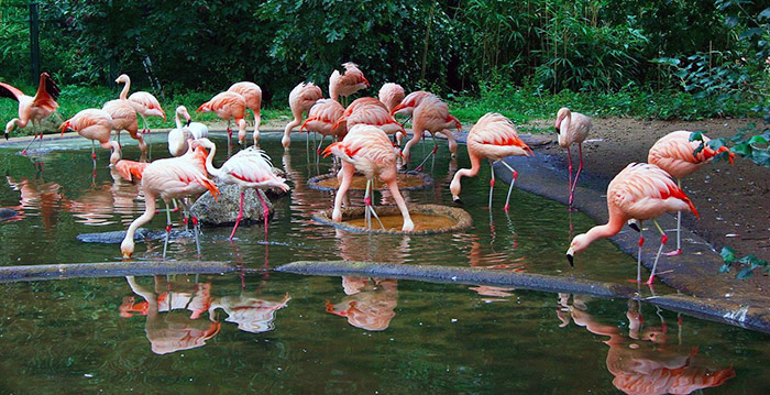 Storm teistert dierentuin: achttien flamingo's dood