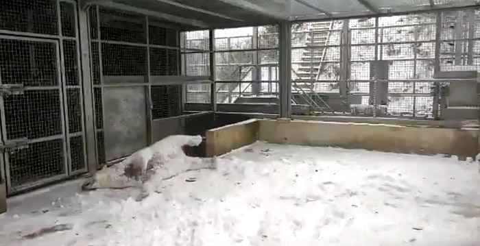 Honderden boze reacties op video van Wildlands-ijsbeer in de sneeuw
