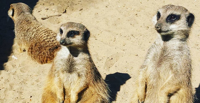 School in Barneveld wordt dierentuin