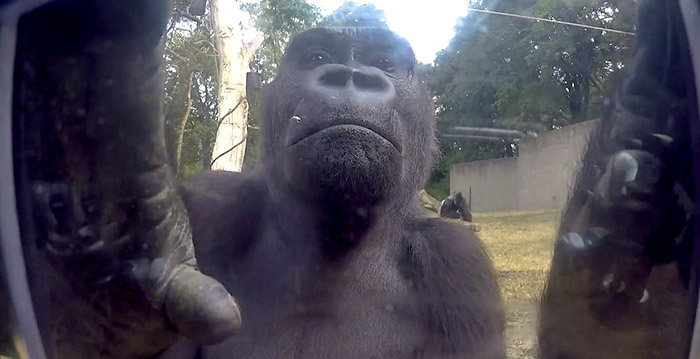 Video van gorilla's in Burgers' Zoo gaat de wereld over