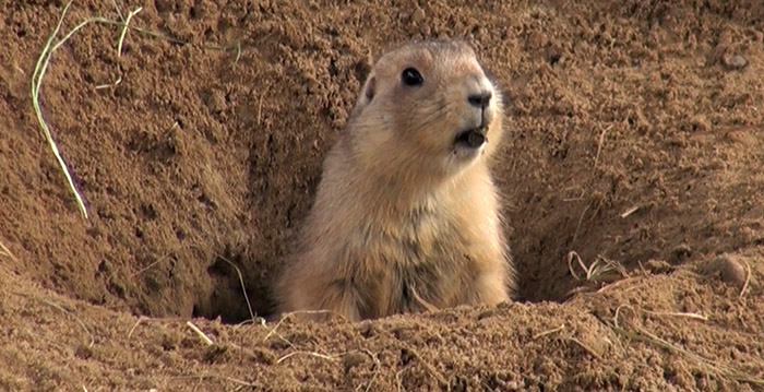 Oeps: prairiehondjes per ongeluk achtergebleven in oude dierentuin Emmen