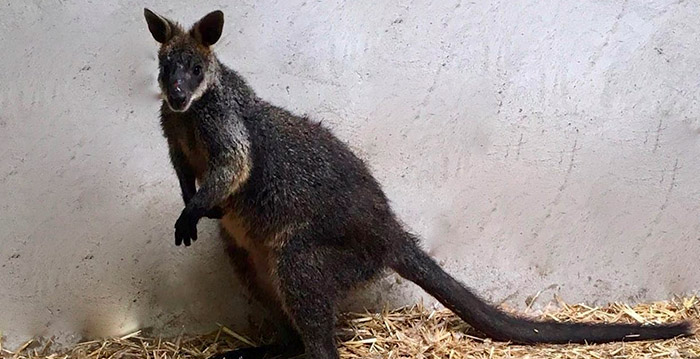 Verzorgers dierentuin redden ontsnapte wallaby uit het water