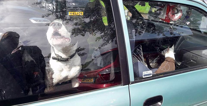 Honden achtergelaten op parkeerplaats Efteling: 'Schandalig dit'