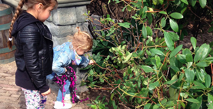 Vernieuwde Holle Bolle Gijs onverminderd populair: Efteling-bezoekers plukken struiken kaal