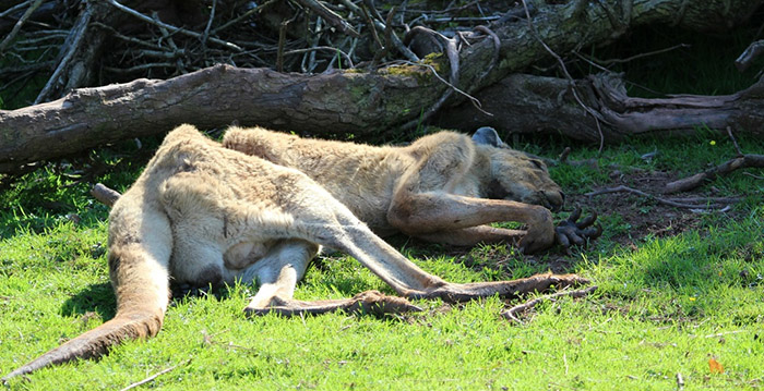 Dierentuin waar honderden dieren stierven mag toch open blijven