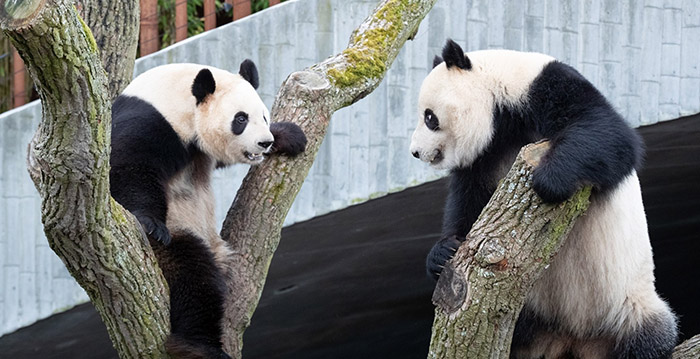 Reuzenpanda ontsnapt in Deense dierentuin