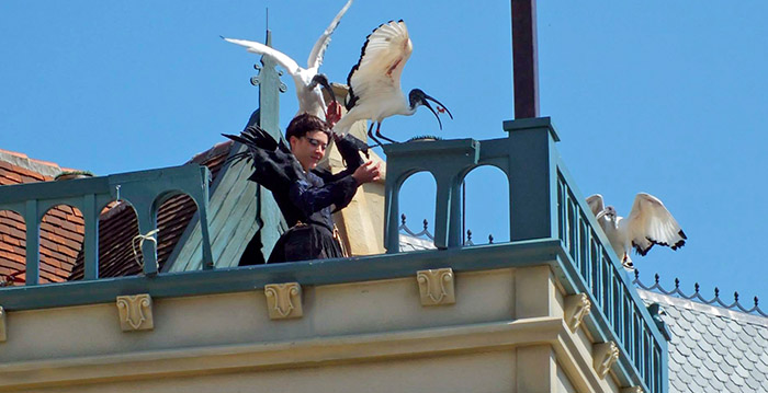 Tropische vogels uit Efteling-show Raveleijn op zwarte lijst