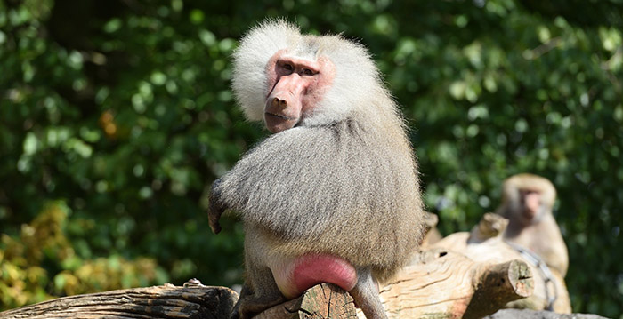 Duitse dierentuin zet beveiligers in tegen asociale bezoekers