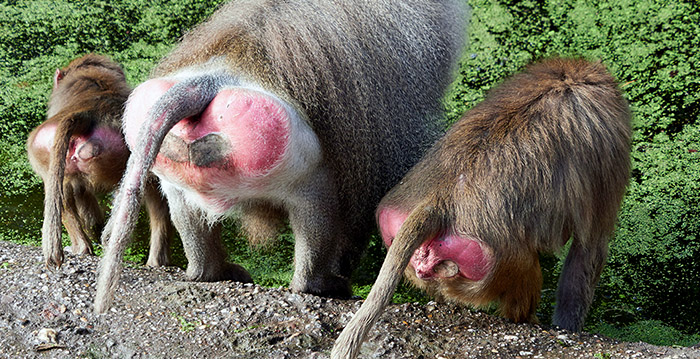 Gratis toegang bij DierenPark Amersfoort met 'poepnaam'