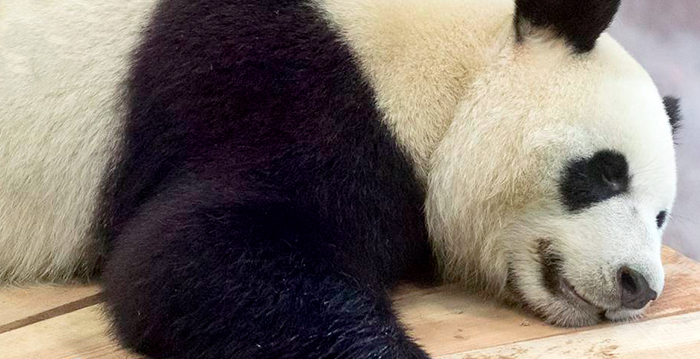 Populariteit panda's in Ouwehands Dierenpark valt tegen