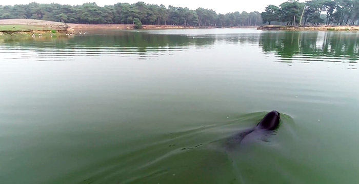 Video: Beekse Bergen opent grootste zeezoogdierenverblijf van Europa