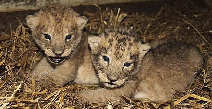 Zweedse dierentuin doodt gezonde leeuwenwelpjes