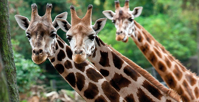 Burgers' Zoo stuurt bezoekers weg