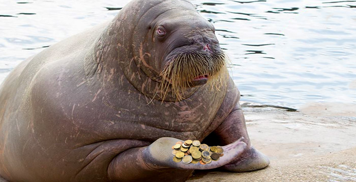 Dolfinarium doet onderzoek naar fraude door oud-directeur