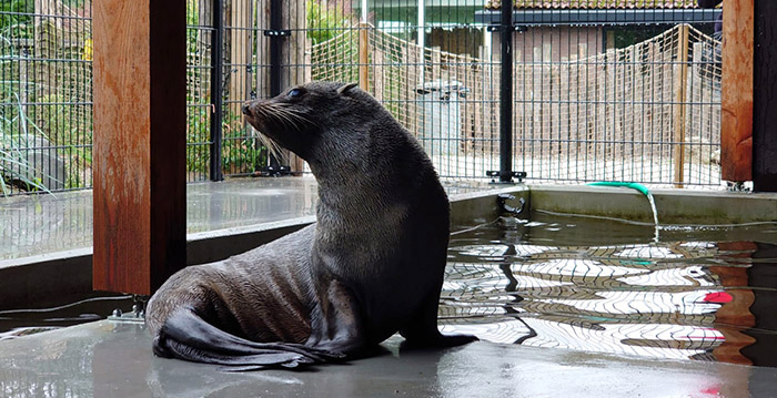 Engels dierenpark dicht door coronacrisis: Nederlandse dierentuin vangt zeeberen op