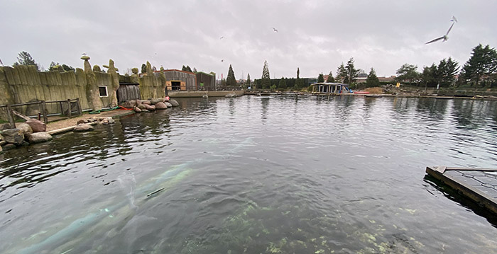 Dolfinarium Harderwijk: tijdelijke sluiting vanwege coronavrees