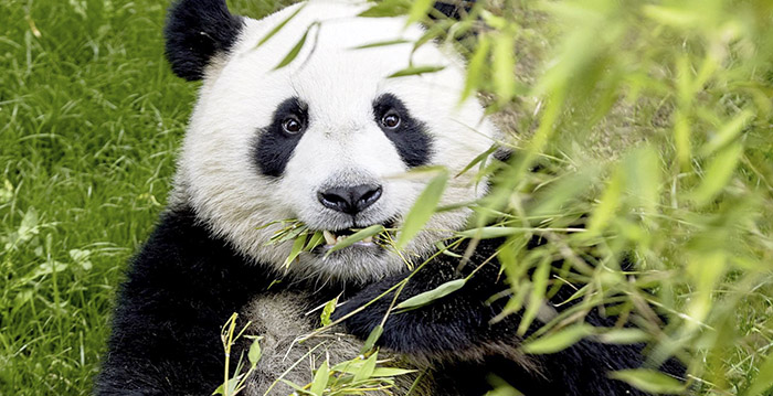 Ouwehands Dierenpark teleurgesteld: dit jaar geen babypanda