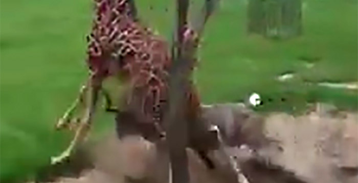 Gruwelijke beelden: giraf aangevallen in Blijdorp