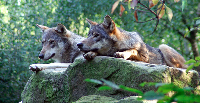 Laatste twee wolven Diergaarde Blijdorp dood